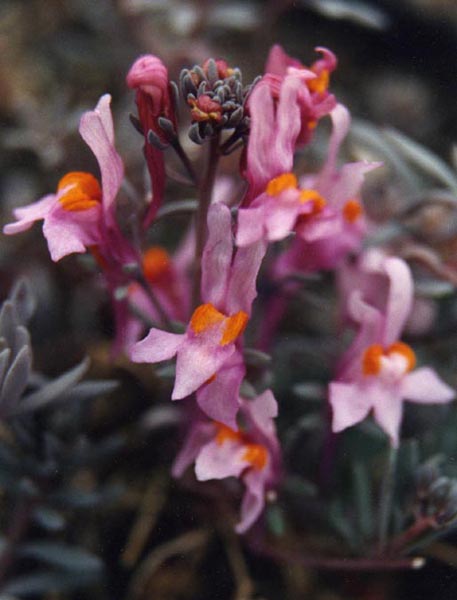 Linaria alpina var rosea en fleurs sur des éboulis d'altitude dans les Alpes